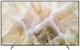 SAMSUNG 55Q60D